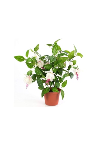 Küpeli Fuchsia Çiçeği Fidanı 10-20 Cm