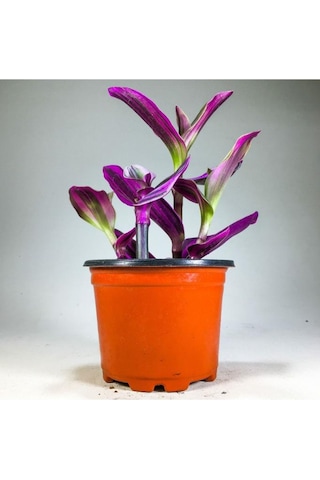 Tradescantia Nanouk Pembe Telgraf Çiçeği 8.5 Cm Saksıda