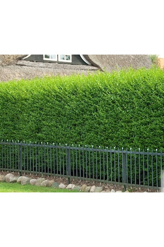 Kurtbağrı Çit Bitkisi 10'lu Ligüstrüm 70-100 Cm Kurtbağrı Çit Bitkisi 10'lu Ligüstrüm 70-100 Cm