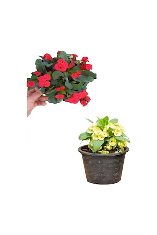 Sarı Kırmızı 2 Renk 2 Adet Milli Dikenler Tacı Çiçeği 15-30cm Saksılı Euphorbi A