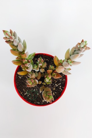 Crassula Moonglow Hybrid Fildişi Kule Nadir Sukulent Pembe Çiçek