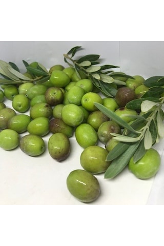 Tüplü Gemlik Zeytin Fidanı 2 Yaş