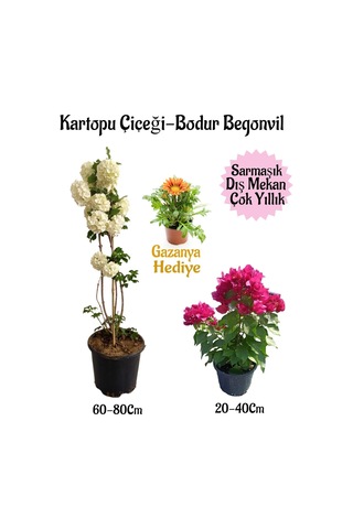 Kartopu Çiçeği 1 Adet +pembe Bodur Begonvil 1adet+sarı Gazanya Hediyeli Saksılı Bahçe Seti
