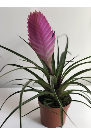 Tillandsia - Hava Çiçeği 5084