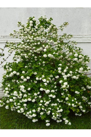 Videolu Kar Topu Çiçeği Fidanı 35 60 Cm 1 Adet Saksılı Dış Mekan Bitkisi Viburnum Opulus