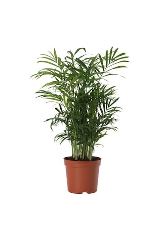 Areka Palmiyesi 30-40cm Areka Palmiyesi 30-40cm