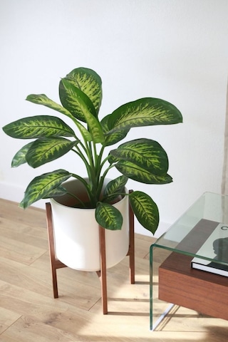 Dieffenbachia Tropik Snow-difenbahya Canlı Salon Bitkisi 40-60 Cm