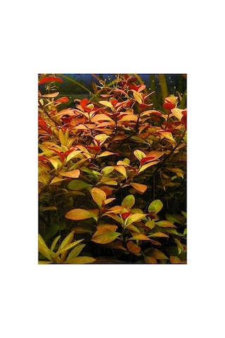 Ludwigia Repens Canlı Akvaryum Bitkisi, 5 Dal