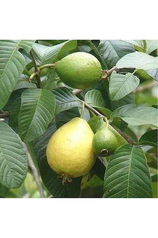 Bodur Sarı Guava Fidanı, Torbada