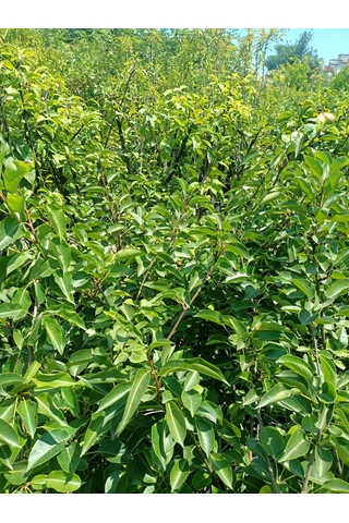 Yeşil Deniz Fidancılık Tüplü Williams Armut Fidanı 100-150 Cm