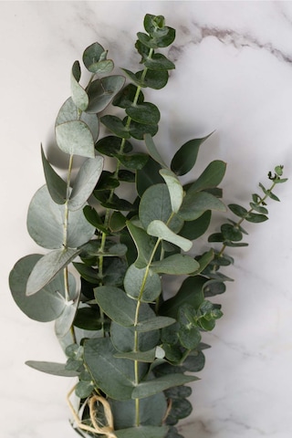 Intense Natural Okaliptüs Yağı 10 ML