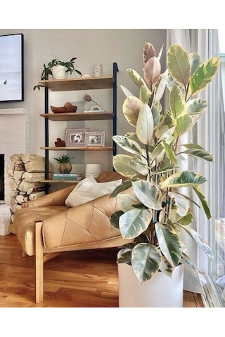 Kauçuk – Ficus Elastica& Ficus Elastica Tineke 2'li Set