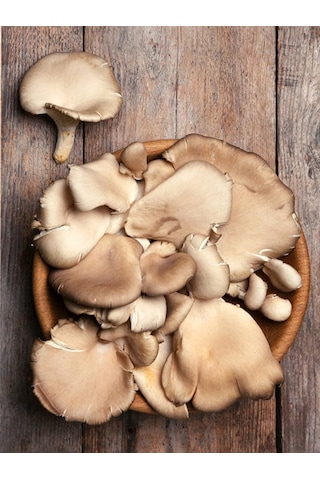 İstiridye Kavak Mantarı Tohumu Mantar Tohumu 4 Kg