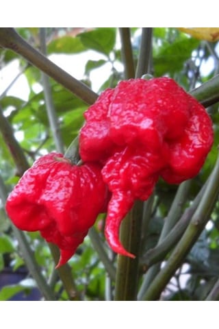 Carolina Reaper Pepper / 2,5 Milyon Scoville - Gerçek Taze Acı Biber