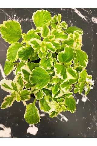 Plectranthus Forsteri Adaçayı Kokulu Bitki Sarkıcı Tür Saksılı 10-20cm