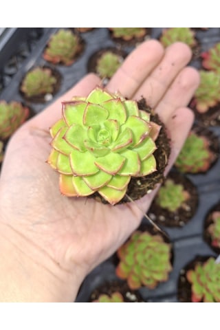 Foliumbotanik Echeveria, Özel Çeşit Sukulent Diğer