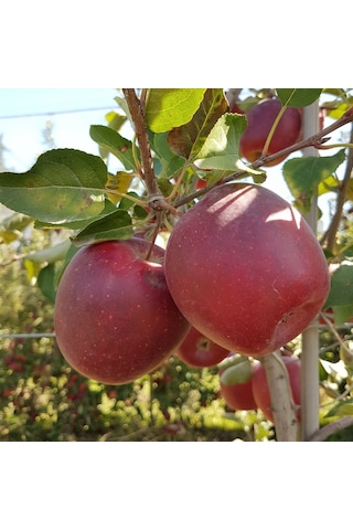 Tüplü Aşılı Yarı Bodur Dark Red Flavor Elma Fidanı
