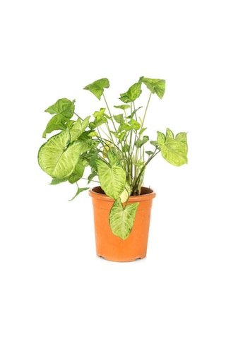 Syngonium Ok Başı Otu Melek Kanadı Sarmaşığı 20-40cm 1 Adet İç Mekan Çiçeği
