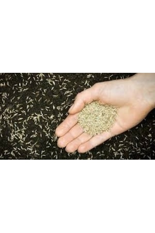 4 Lü Karışım Çim Tohum 1 Kg