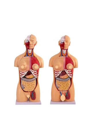 İnsan Vücudu Modeli Torso 85cm 23 Parça Unisex Kadın Erkek Tam Boy Gerçekçi Renkler Kaideli