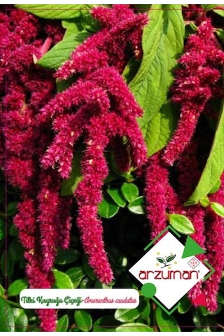 Arzuman Tilki Kuyruğu Süs Bitki Çiçek Tohumu