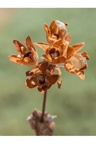 Androsace Maxima