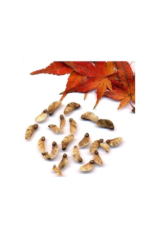Kırmızı Japon Akçaağacı Acer Palmatum Tohumu 10 Adet