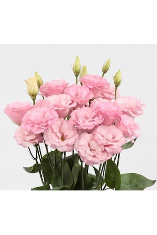 Megcito Lisianthus Çiçeği Tohumu Katmerli, Bodur Pembe Renkli -