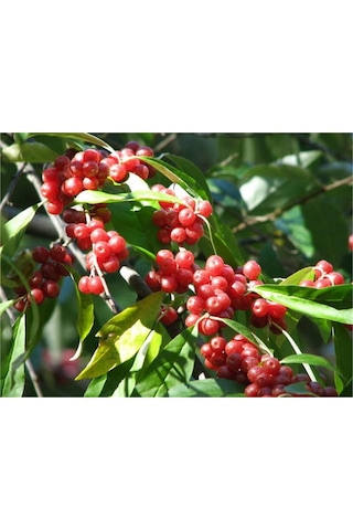 Güz Zeytini Eleagnus Umbellata Fidanı 150 -180 Cm Boyunda Meyve