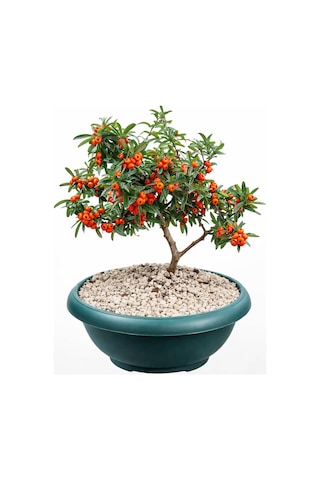 Bonsai Pyracantha Coccinea / Ateş Dikeni 5-6 Yaşında