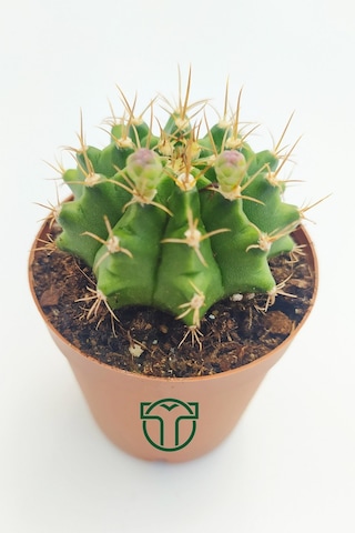 Gymnocalycium Mihanovichii - Çene Kaktüsü - 5.5 Cm Saksıda