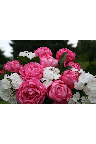 Tüplü Aşılı Mon Petit Chou Yediveren Kokulu Gül Fidanı