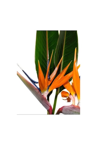 Orta Boy Starliçe Üretim Saksılı Strelitzia 50-70cm Salon Çiçeği