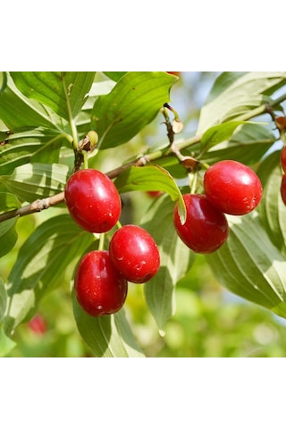 Tüplü İri Meyveli Kızılcık Fidanı Yaş 2 Boy 50-80Cm