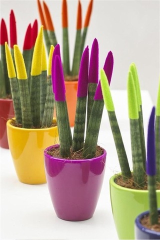 Dekoratif Renkli Paşa Kılıcı Sansevieria Cylindrical