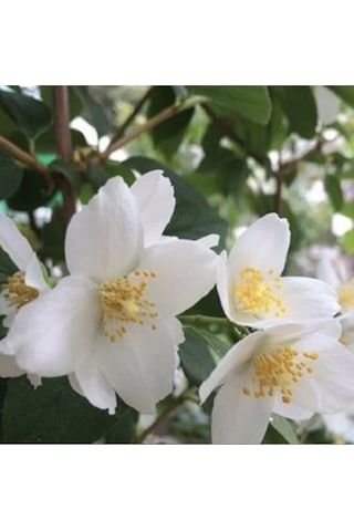 Mis Kokulu Beyaz Çiçekli Filbahri Çiçeği Fidesi, Tüplü Fide