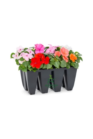 Cam Güzeli Çiçeği Karışık Renk İthal 2 Adet Saksılı 10-15cm