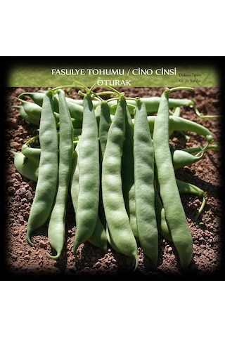 Cino Oturak Fasülye Tohumu 1 KG 2500+ Adet Sıla Gina Fasulye