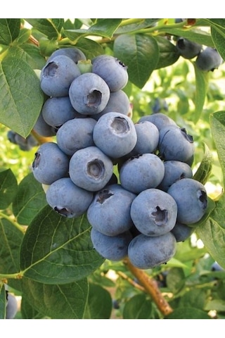 Ballivane Artvin Hopa Likapa Marmelatı 500 G