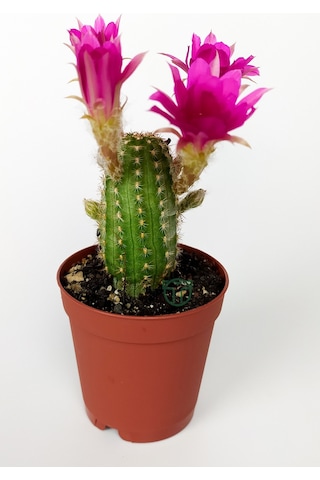 Yılan Kaktüs Fuşya Çiçekli Pilosocereus Silvestrii Hibrit Nadir