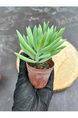 Sukulent Senecio Ficoides - Saksı Hediyeli