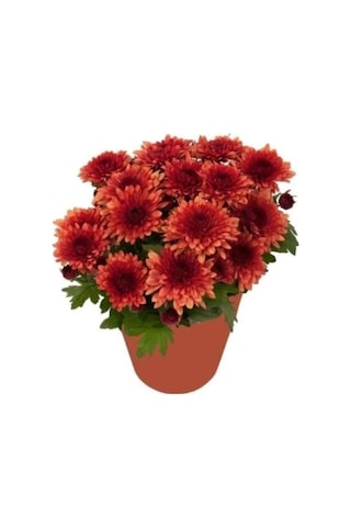 Kasımpatı Krizantem Chrysanthemum Çiçeği Fidanı 2'li Set Pembe Sarı
