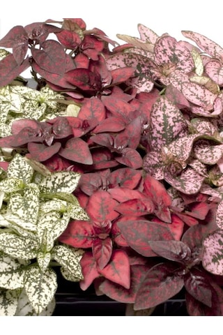 Kırmızı Hostes Çiçeği 1 Adet Saksılı Red Hypoestes