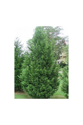 Videolu Soğuğa Dayanıklı 10 Adet Leylandi Çamı Fidanı 15-30cm Tüplü Leyland Cypress Sapling