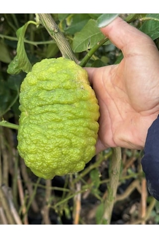 Tüplü 4 Yaş Bergamot Limon Cıtrus Bergamia Fidanı Boy 150-200cm