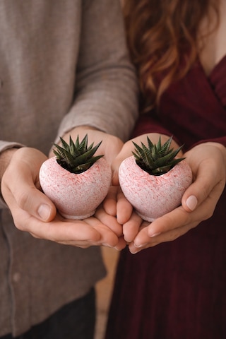 Pembe Kalp Saksıda Sukulent Romantik Canlı Hediye