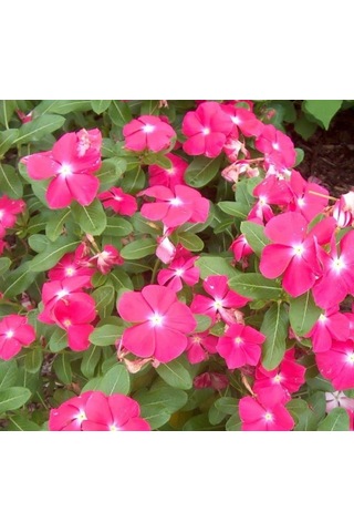 Pembe Rozet Çiçeği F1 Tohumu 40 Tohum 54434725