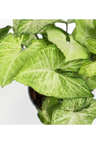 Melek Kanadı Çiçeği 20-30 Cm Saksılı Iç Mekan Bitkileri Syngonium Podophyllum