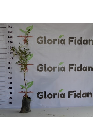 Tüplü Hicaz Nar Fidanı 100-130 Cm