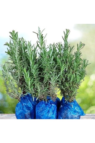 Eget Organik Biberiye Fidesi 6 Adet